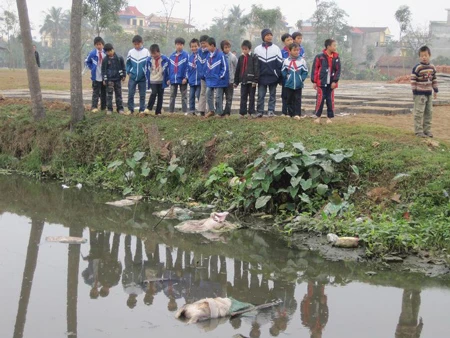 Huyện Mê Linh (Hà Nội): Heo bị dịch chết hàng loạt