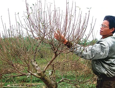 Ứng cứu hoa tết