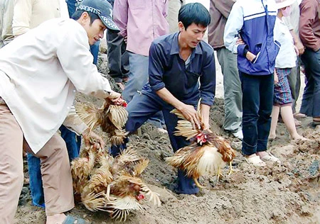 Ngăn chặn gà lậu, gà “dỏm”