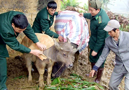 Cứu người, gia súc khỏi rét đậm