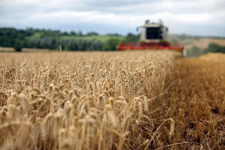 Nga có thể kéo dài lệnh cấm xuất khẩu ngũ cốc