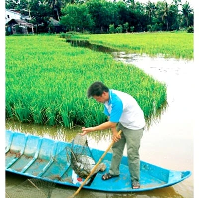 Đồng bằng sông Cửu Long: Thích ứng con tôm “ôm” cây lúa