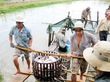 Sản xuất cá tra sạch ở ĐBSCL