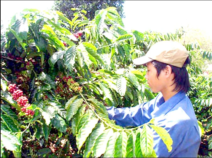 Tây Nguyên rộn rã vào mùa