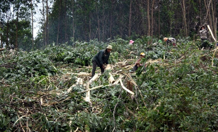 Làm thuê trên đất được giao