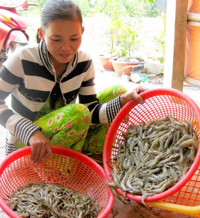 Đồng bằng sông Cửu Long: Tôm chết bất thường