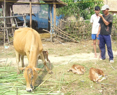 Phú Yên: Bò sinh ba