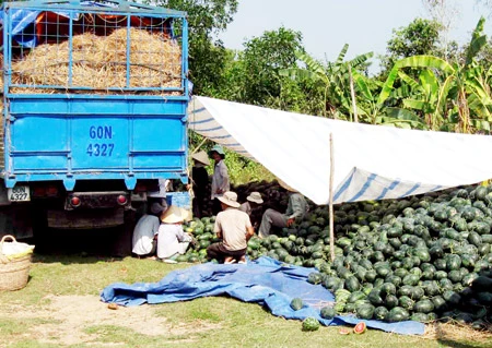 Phú Yên: Trâu, bò chết hàng loạt do thiếu thức ăn