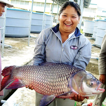 Bảo tồn cá quý cho dòng Mekong