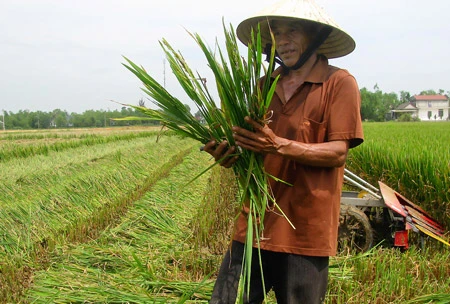 Thừa Thiên - Huế: Lúa trổ bông gặp rét, thiệt hại hơn 400ha