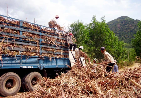 Lãnh đạo tỉnh Phú Yên “thúc” nhà máy đường thu mua mía cho dân