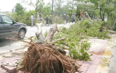 Phòng chống lụt bão, cháy rừng ở TPHCM: Không thể chủ quan