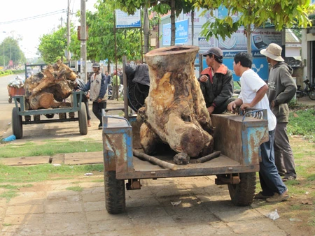 Phá rừng kiểu “đào gốc, trốc rễ”