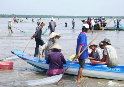 Cà Mau: Tận diệt nghêu giống