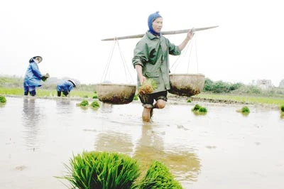 Vụ hè-thu miền Trung - Thiếu giống, khát nước