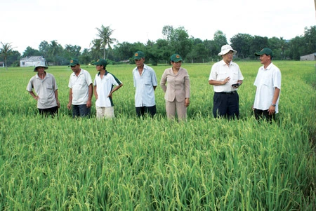 Thí điểm cánh đồng mẫu liên kết 4 nhà tại Tây Ninh: Hiệu quả từ một chủ trương đúng