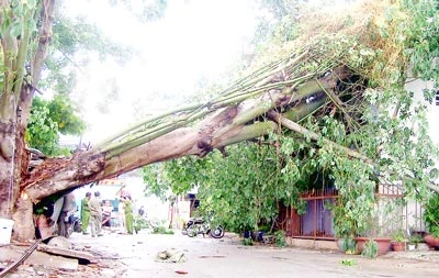 Tai nạn về điện và cây xanh trong mùa mưa - Chưa hết lo!