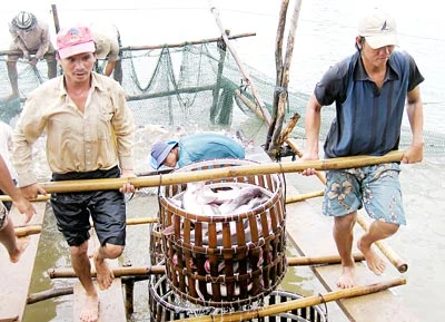 Cá tra rớt giá ở ĐBSCL: Người nuôi và doanh nghiệp đổ lỗi cho nhau