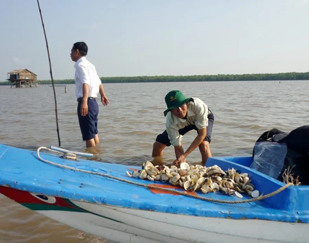 Huyện Ngọc Hiển, tỉnh Cà Mau: Nghêu lại chết hàng loạt