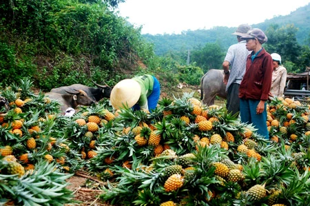 Quảng Nam: Nông dân trúng đậm mùa dứa