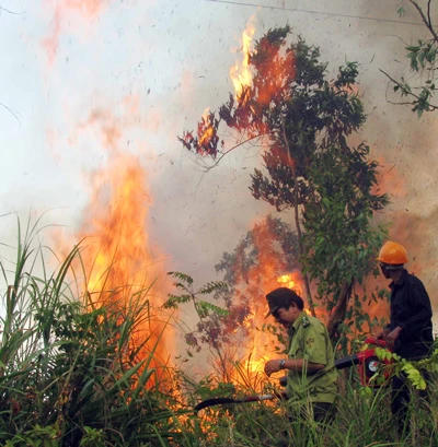 Đà Nẵng: Cháy lớn tại rừng đặc dụng Hải Vân
