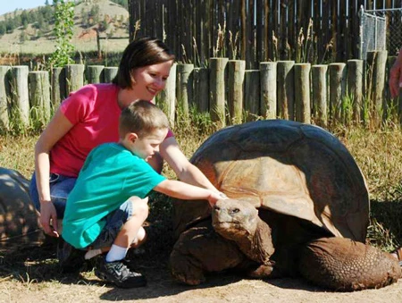 Con rùa khổng lồ 130 năm tuổi bị chết