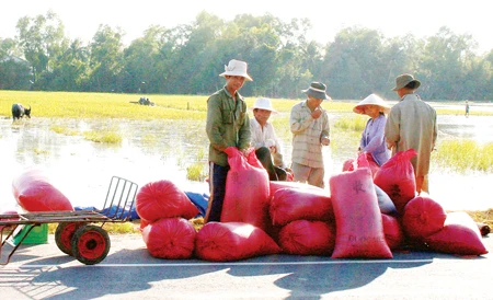 Tạm hoãn mua tạm trữ 1 triệu tấn gạo hè – thu: Nông dân “ngồi trên lửa”