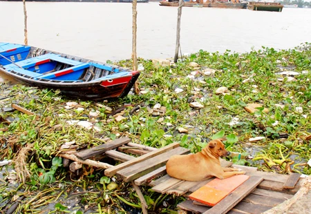 Nhiều doanh nghiệp gây ô nhiễm sông Sài Gòn: Đe dọa nguồn nước sinh hoạt