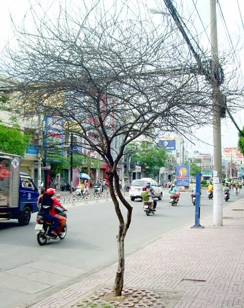 Cây xanh thành... kiểng khô!