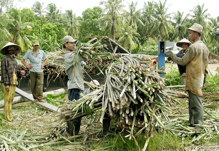 Lại bán mía non