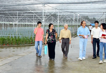 “Hai nhà” trong một cây