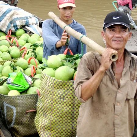 Sản xuất và xuất khẩu trái cây - Thích ứng với biến đổi khí hậu