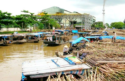 Ngành mía đường - Nghịch lý thừa, thiếu