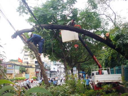 TPHCM: Gió mạnh, cây xanh bật gốc ngã đổ ra đường