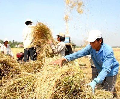 Xuất khẩu gạo - Việt Nam sẽ soán ngôi Thái Lan?