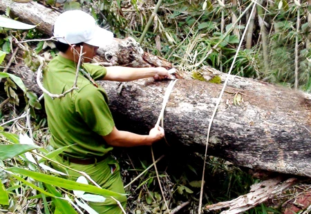 Đắc Lắc: Khởi tố cựu cán bộ kiểm lâm phá rừng