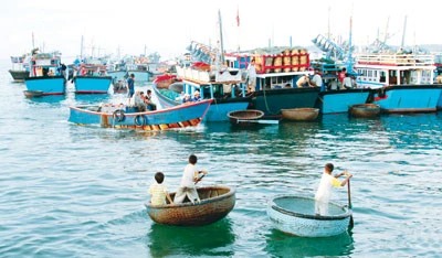 Nhịp sống cảng cá