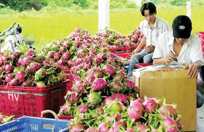 Bấp bênh trái cây xuất ngoại