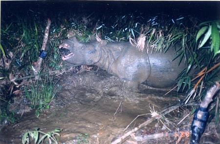 Tê giác Java đã tuyệt chủng tại Việt Nam