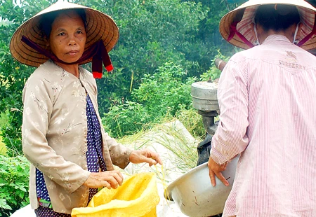 Miền Trung: Lúa đầy nhà, vẫn lo đói