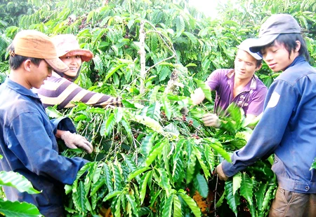 Cà phê Tây Nguyên vào mùa thu hoạch - Đủ thứ lo toan