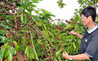 Vụ thương hiệu cà phê Buôn Ma Thuột bị xâm hại - Văn phòng luật sư đã gửi thư cho công ty ở Trung Quốc