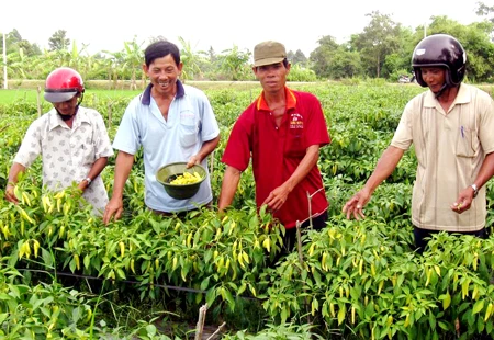 Nông sản trúng mùa, được giá