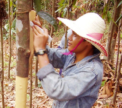 Hồi sinh hương quế Trà Bồng