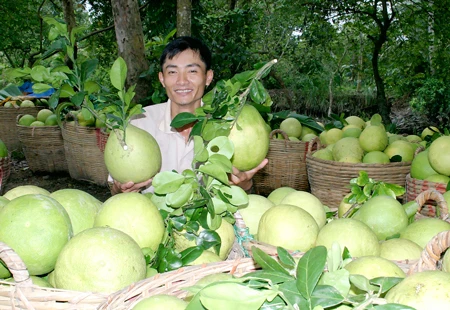 Giữ thương hiệu bưởi Năm Roi Mỹ Hòa