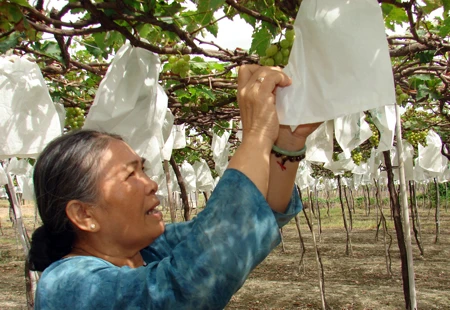 Người đưa nho nội vào siêu thị