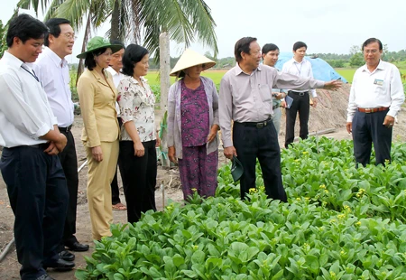 Chuyển đổi sản xuất ở xã nghèo Tân Nhựt