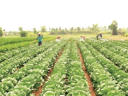 An Giang thành công với mô hình sản xuất rau an toàn