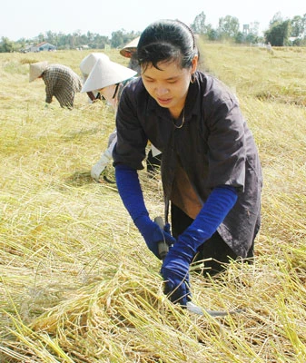 Gạo thơm - cơ hội tăng xuất khẩu