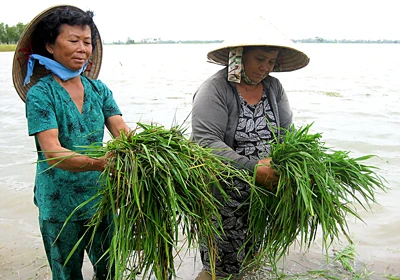 Chung tay chăm lo tết người nghèo